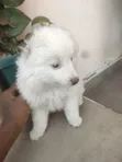Female Japanese Spitz Mix Puppy (1-3 Months) - 2