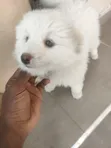 Female Japanese Spitz Mix Puppy (1-3 Months) - 3