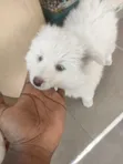 Female Japanese Spitz Mix Puppy (1-3 Months) - 4