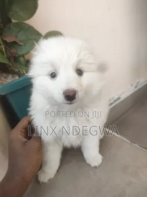 Kikosi cha Kike cha Mchanganyiko wa Japanese Spitz (Miezi 1-3)