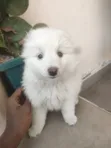 Female Japanese Spitz Mix Puppy (1-3 Months) - 5