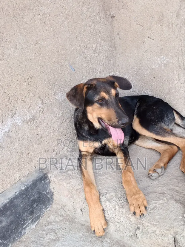 3-6 Month Male Mixed Breed Rottweiler - 1