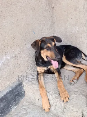 Rottweiler Mchanganyiko wa Kiume wa Miezi 3-6