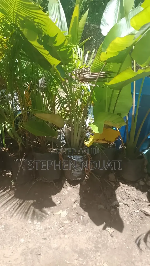 Mature Traveller Palms - 1