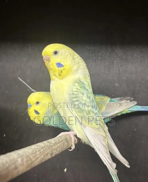 Budgie Pairs Available - 1