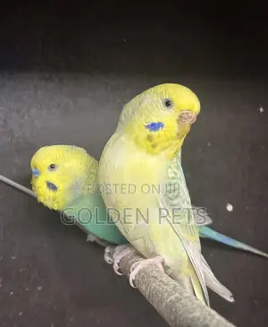 Mature Budgies
