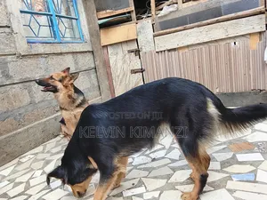 Mbwa wa Kijerumani wa Kike, Zaidi ya Mwaka Mmoja