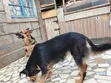 Mbwa wa Kijerumani wa Kike, Zaidi ya Mwaka Mmoja - 1