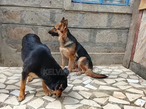 Mbwa wa Kijerumani wa Kike, Zaidi ya Mwaka Mmoja