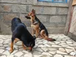 Mbwa wa Kijerumani wa Kike, Zaidi ya Mwaka Mmoja - 2