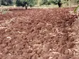Mwea Plots for Sale - Distress Seller - 2