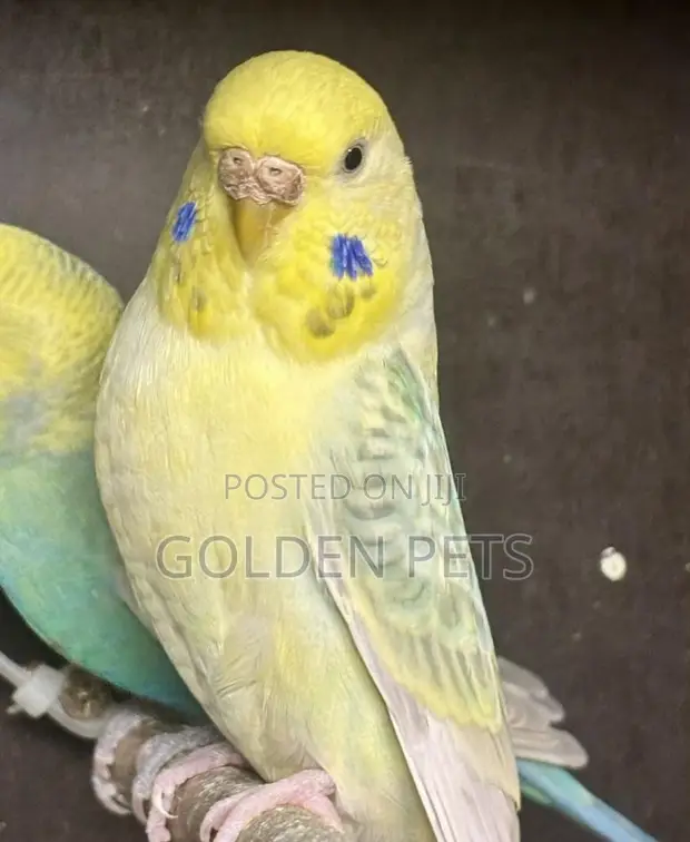Yellow Budgies - 1