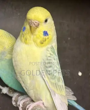 Yellow Budgies