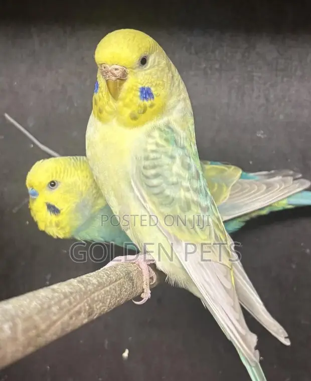 Yellow Budgies - 1
