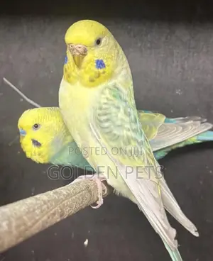 Yellow Budgies