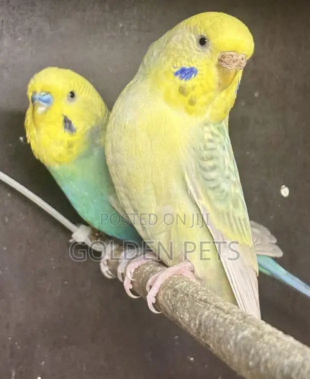 Mature Yellow Budgie - 1