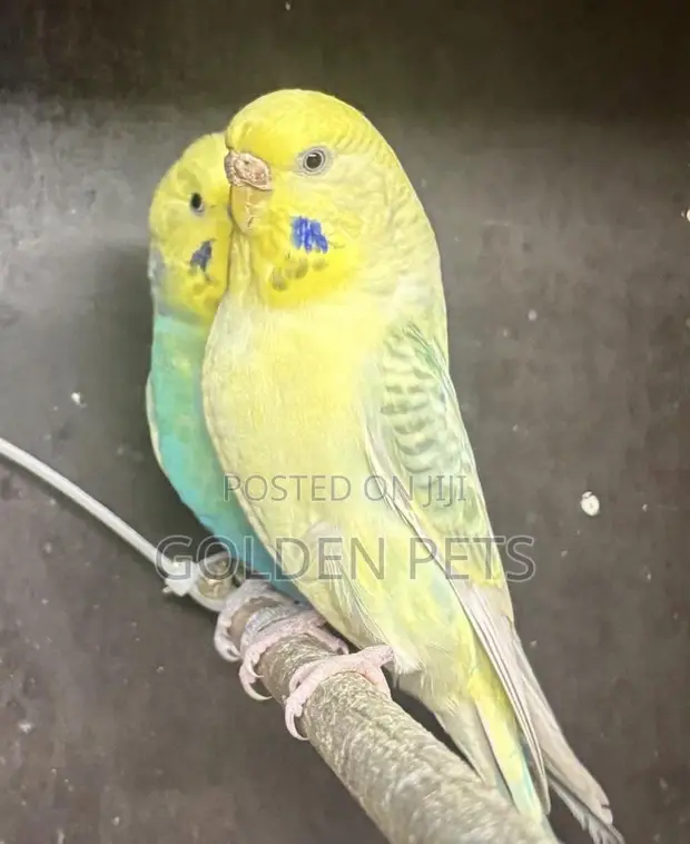 Mature Budgies Available - 1