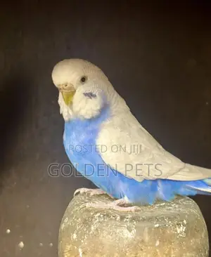 Budgie - Young Female Parrot