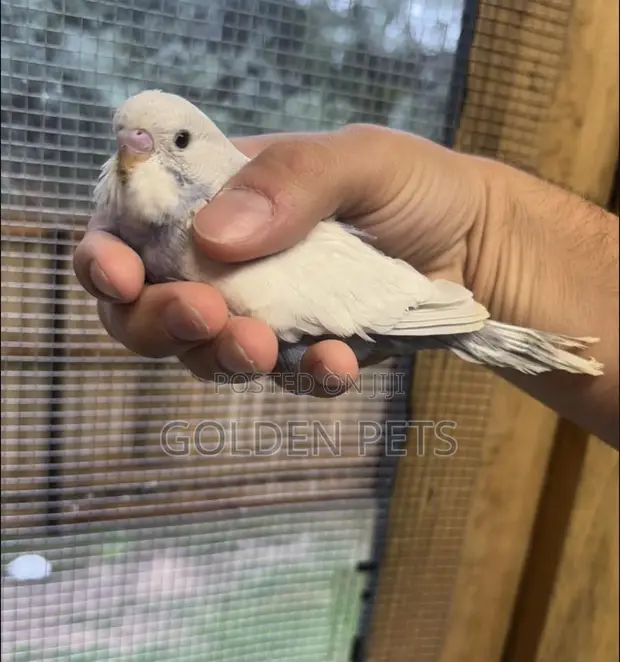 Budgies Birds - Baby Female Parrot - 1