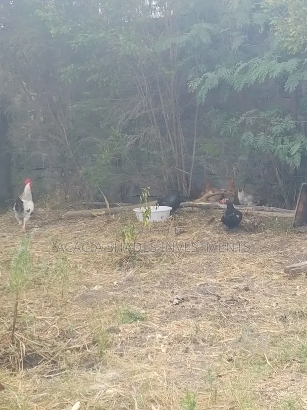 Broilers Chickens for Sale - 1