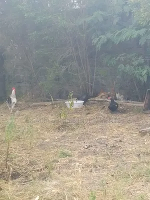 Broilers Chickens for Sale