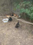 Broilers Chickens for Sale - 2