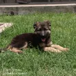 Female German Shepherd Puppy, 1-3 Months Old - 1