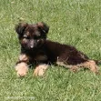 Female German Shepherd Puppy, 1-3 Months Old - 2
