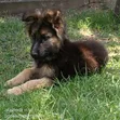 Female German Shepherd Puppy, 1-3 Months Old - 3