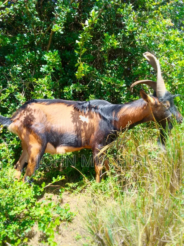 Pure Alpine Dairy Buck - 1