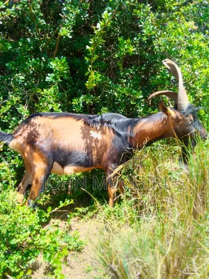 Pure Alpine Dairy Buck