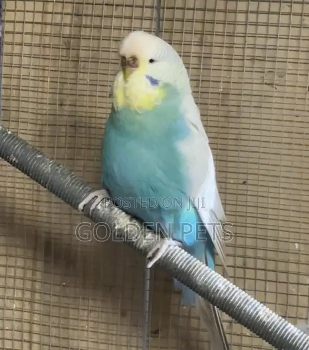 Budgies Wachanga Wanauzwa - 1