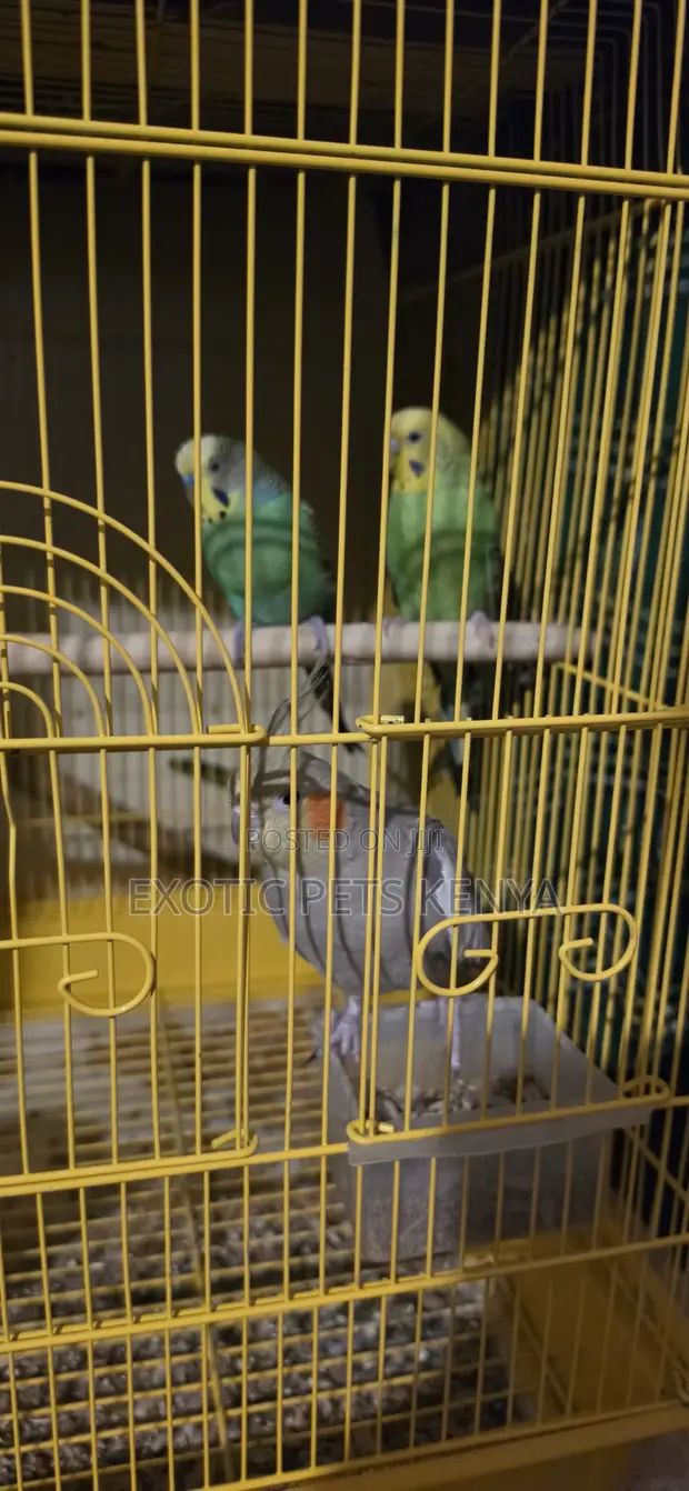Lovebirds, Budgies & Cockatiels - 1