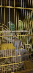 Lovebirds, Budgies & Cockatiels - 1