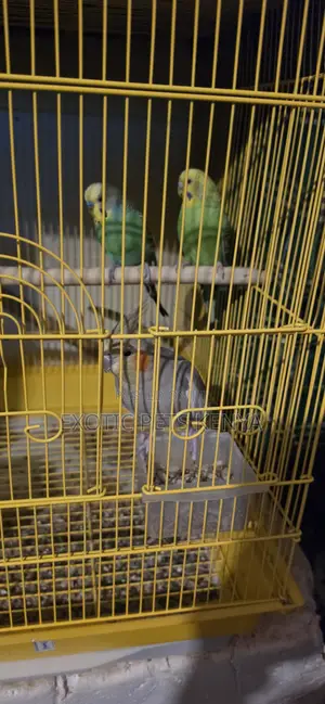 Lovebirds, Budgies & Cockatiels