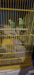 Lovebirds, Budgies & Cockatiels - 2