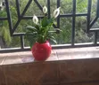 Ball Cement Planter Pots - White & Red Glossy - 15cm Handmade - 1
