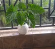 Ball Cement Planter Pots - White & Red Glossy - 15cm Handmade - 2