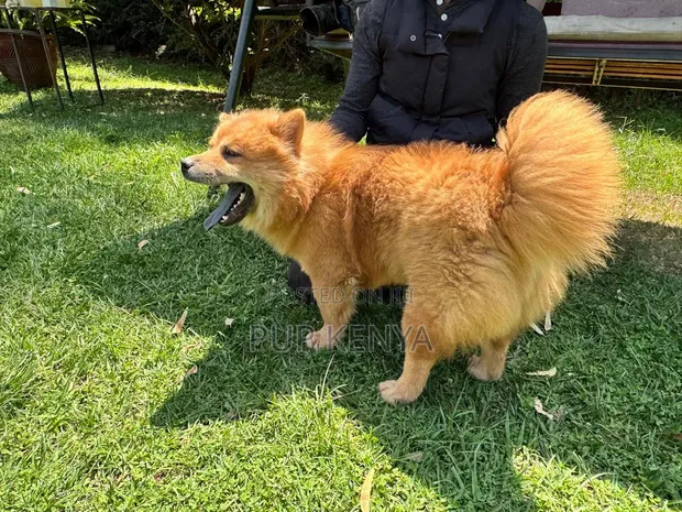 Chow Chow Mume Safi, Zaidi ya Mwaka Mmoja - 1