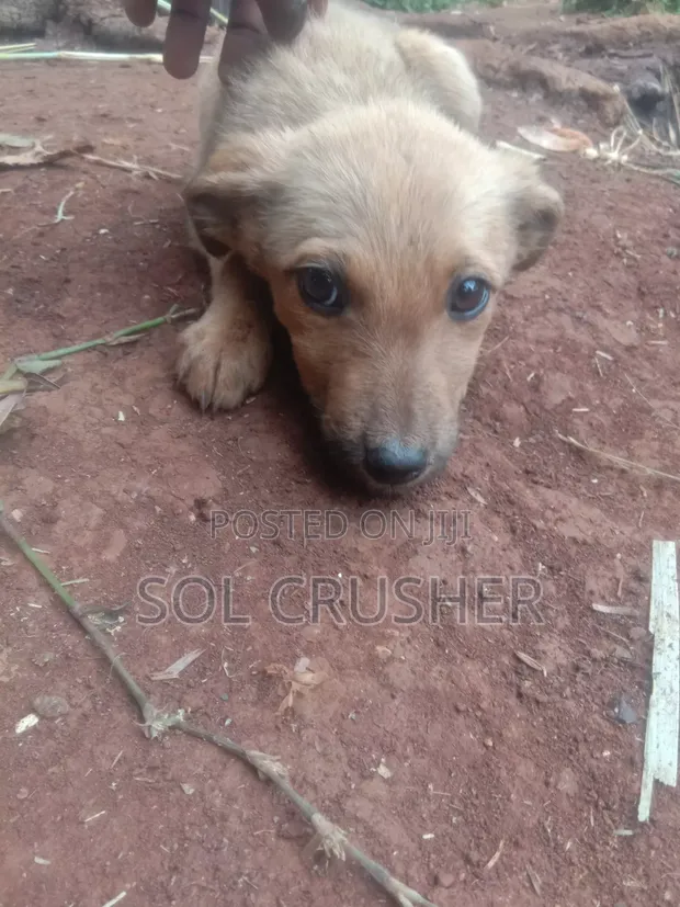 Mbwa wa Kike Mzazi wa Golden Retriever (Miezi 3-6) - 1