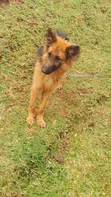 Purebred German Shepherd, 6-12 Months Male - 1