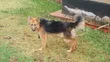 Purebred German Shepherd, 6-12 Months Male - 2
