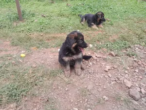 Mbwa wa Kike wa Kijerumani Mzazi, Miezi 1-3