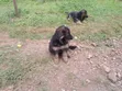 1-3 Months Female Purebred German Shepherd Puppy - 1