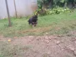1-3 Months Female Purebred German Shepherd Puppy - 2