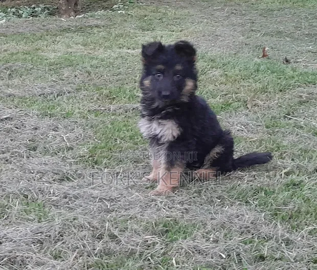 1-3 Month Male Purebred German Shepherd - 1
