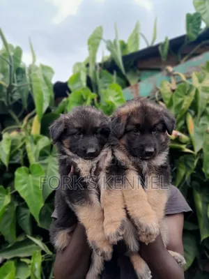 Kabwe wa Kiume wa Mwezi 1-3 Mzalendo wa Kijerumani
