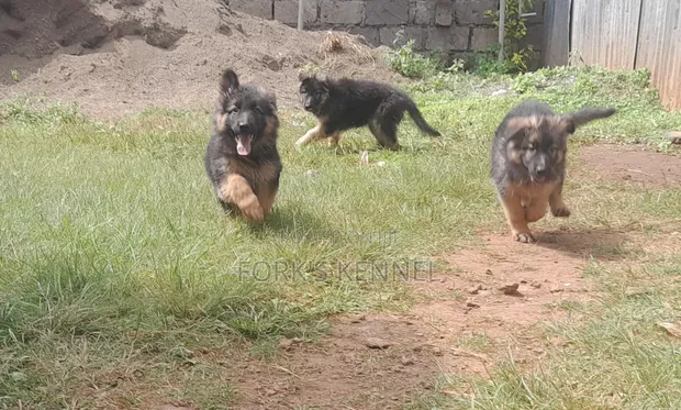 Mbwa wa Kijerumani Mwenye Nguvu, Kiume, Miezi 1-3 - 1