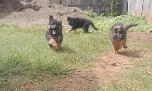 Mbwa wa Kijerumani Mwenye Nguvu, Kiume, Miezi 1-3
