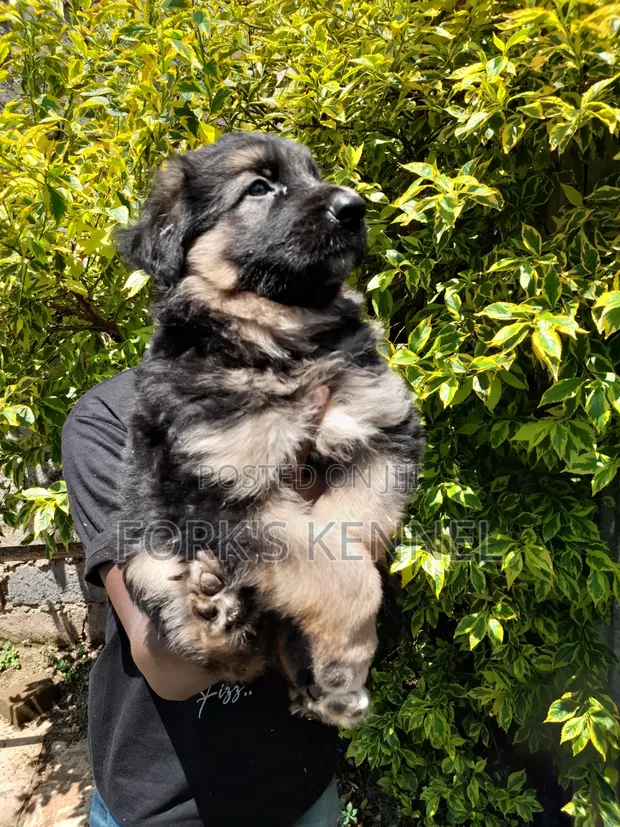 Purebred German Shepherd Puppy (1-3 Months) - 1